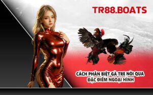 Cách Phân Biệt Gà Tre Nòi Qua Đặc Điểm Ngoại Hình