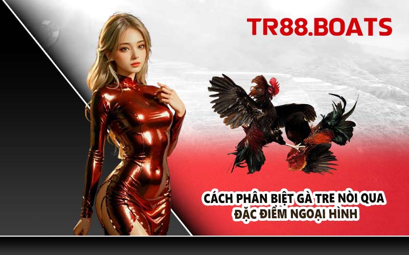 Cách Phân Biệt Gà Tre Nòi Qua Đặc Điểm Ngoại Hình