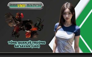 Tổng Quan Về Trường Gà Savan (Lào)