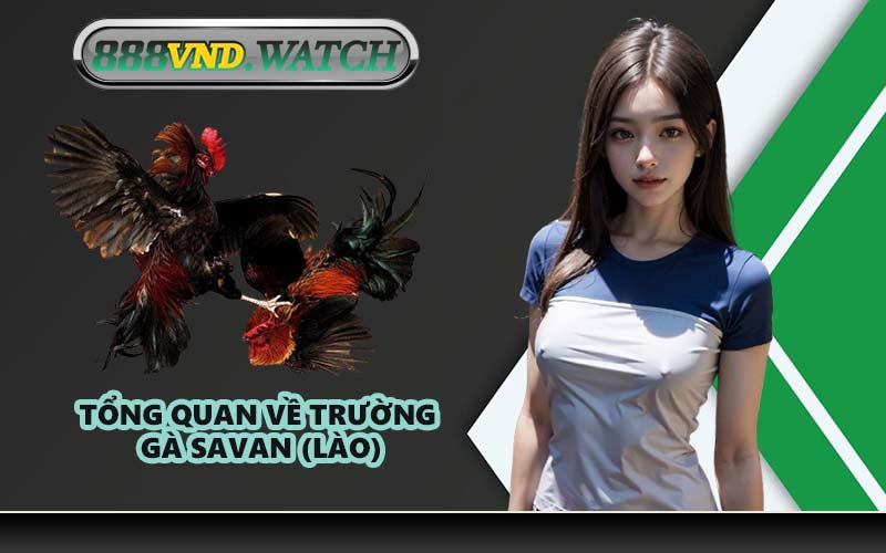 Tổng Quan Về Trường Gà Savan (Lào)