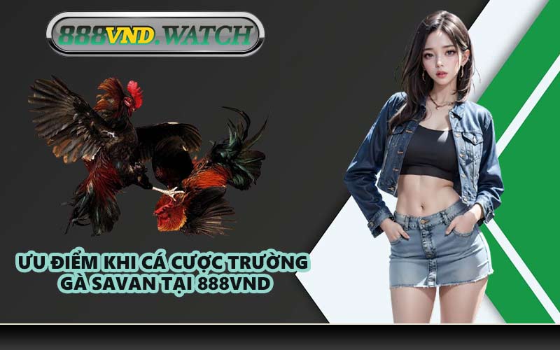 Ưu Điểm Khi Cá Cược Trường Gà Savan Tại 888VND