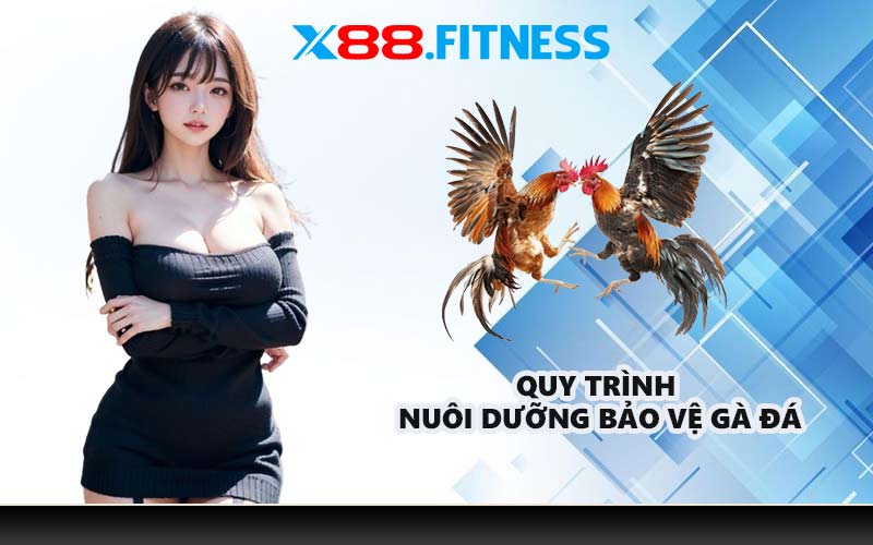 Quy trình nuôi dưỡng bảo vệ gà đá